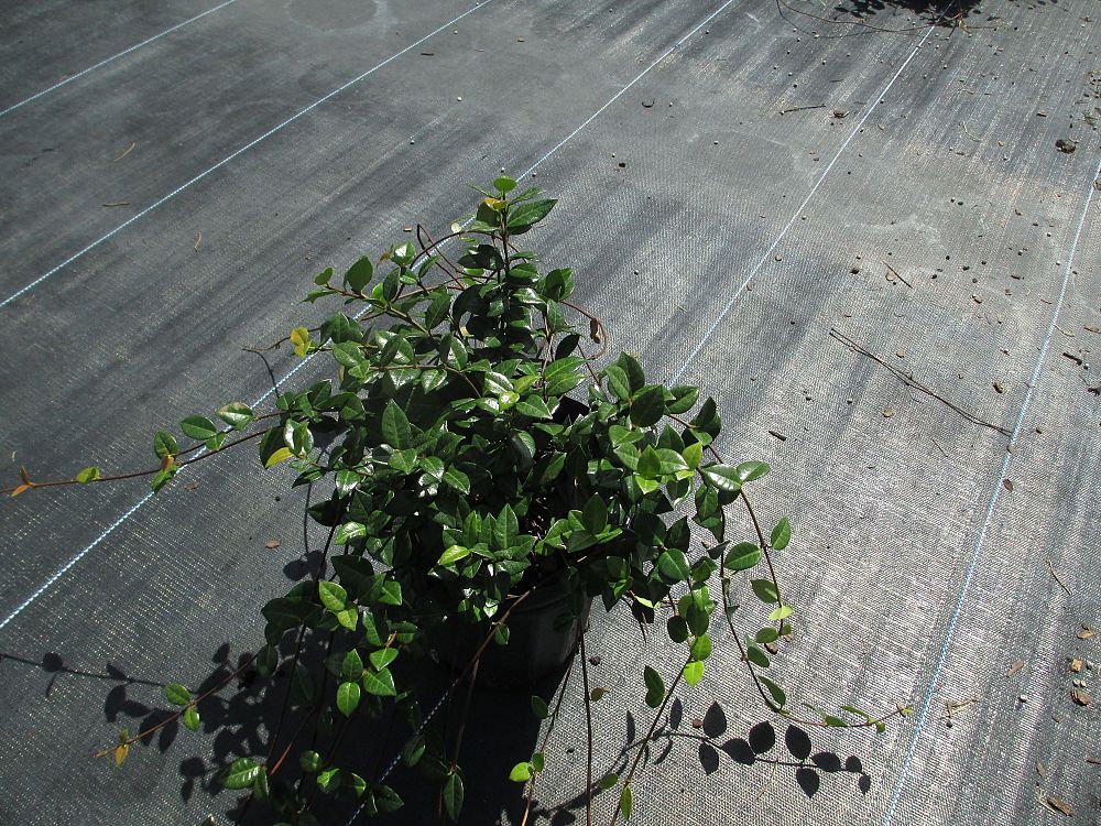 trachelospermum-asiaticum-minima-asiatic-jasmine