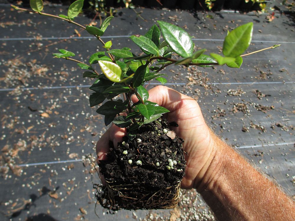 trachelospermum-asiaticum-minima-asiatic-jasmine