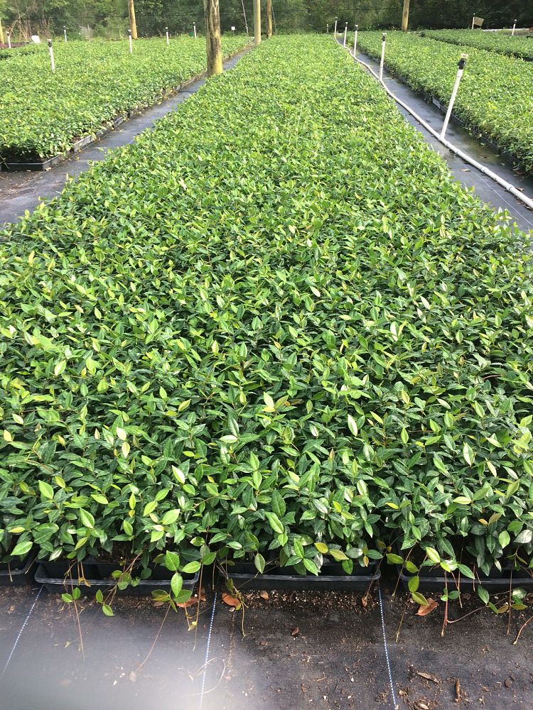trachelospermum-asiaticum-minima-asiatic-jasmine