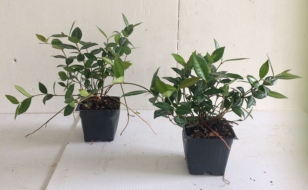 trachelospermum-asiaticum-minima-asiatic-jasmine