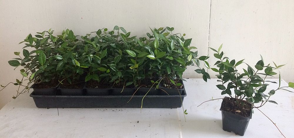 trachelospermum-asiaticum-minima-asiatic-jasmine