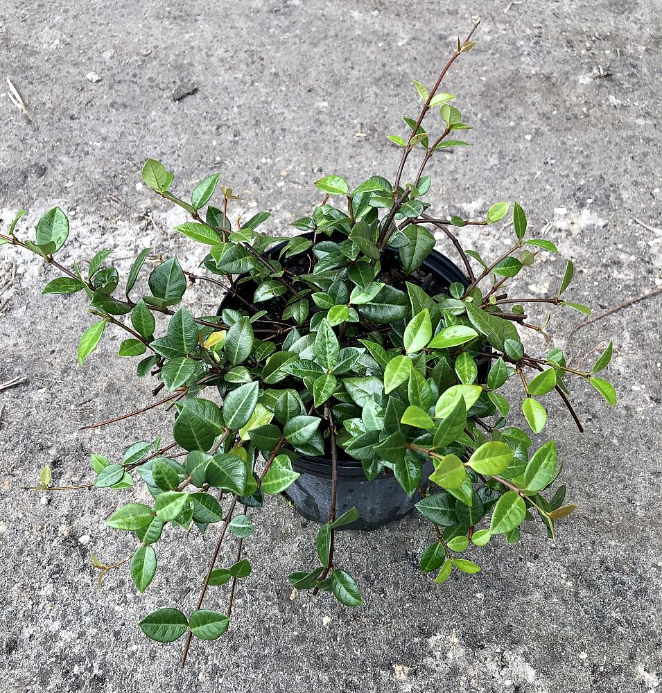 trachelospermum-asiaticum-minima-asiatic-jasmine
