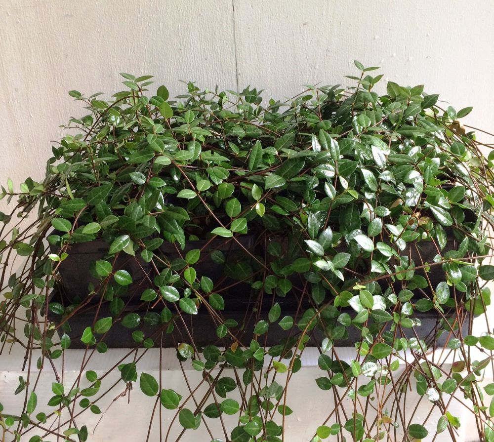 trachelospermum-asiaticum-minima-asiatic-jasmine