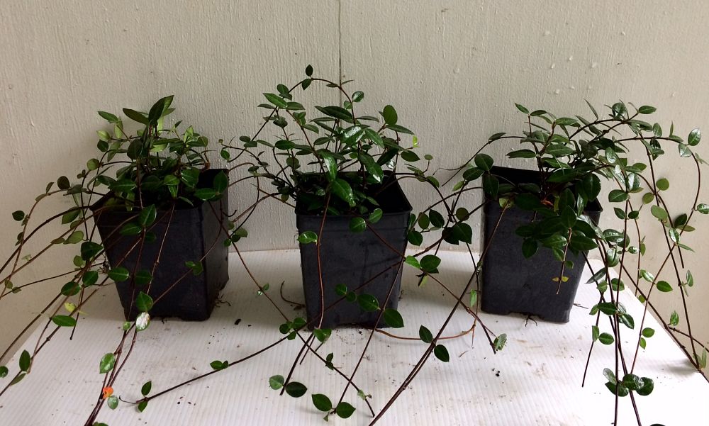 trachelospermum-asiaticum-minima-asiatic-jasmine