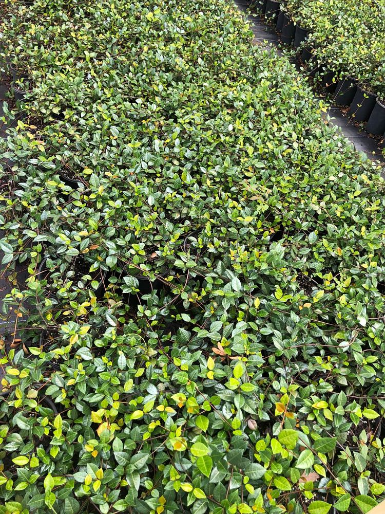 trachelospermum-asiaticum-minima-asiatic-jasmine