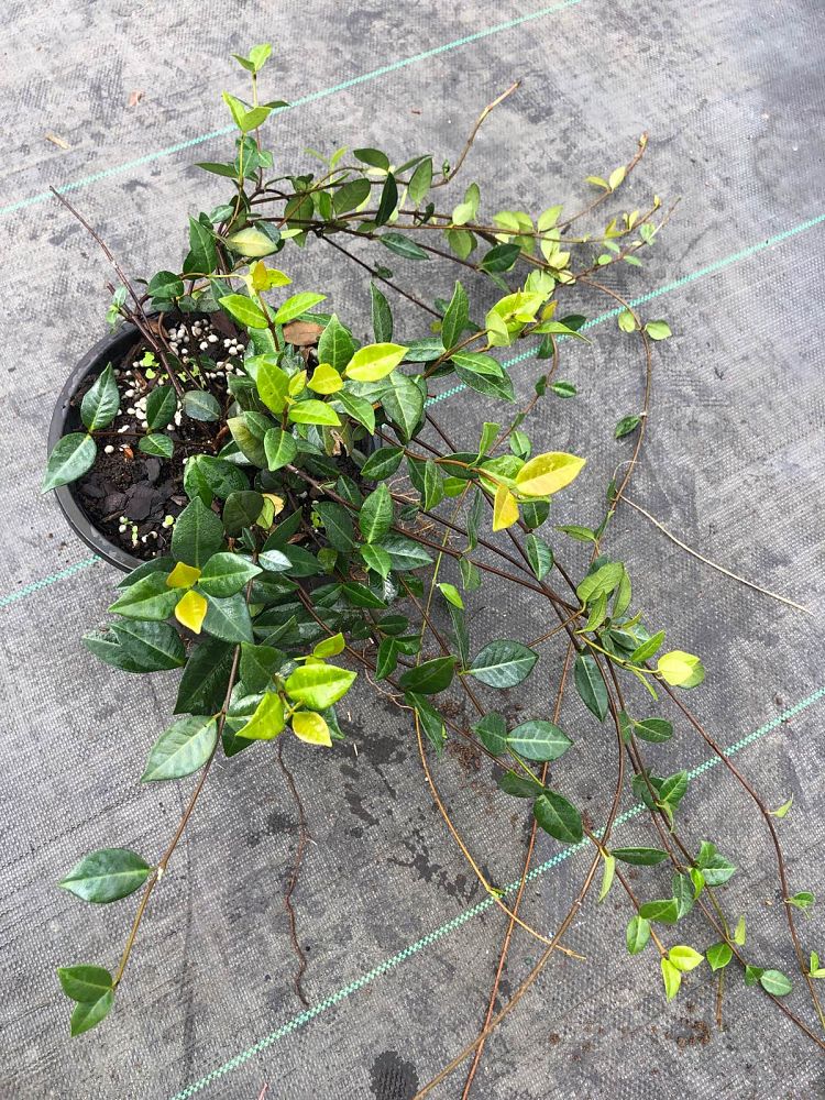 trachelospermum-asiaticum-minima-asiatic-jasmine