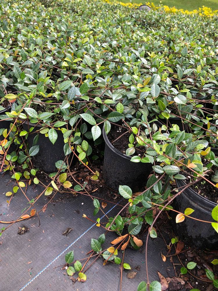 trachelospermum-asiaticum-minima-asiatic-jasmine