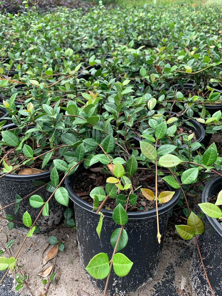 trachelospermum-asiaticum-minima-asiatic-jasmine