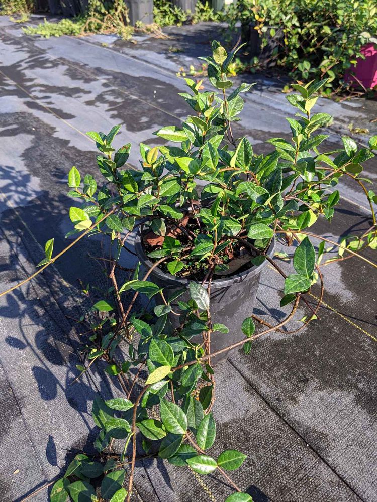 trachelospermum-asiaticum-minima-asiatic-jasmine