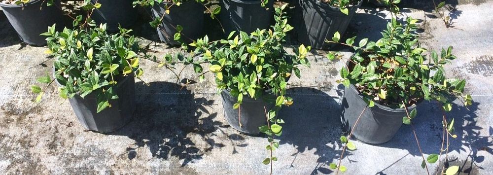trachelospermum-asiaticum-minima-asiatic-jasmine