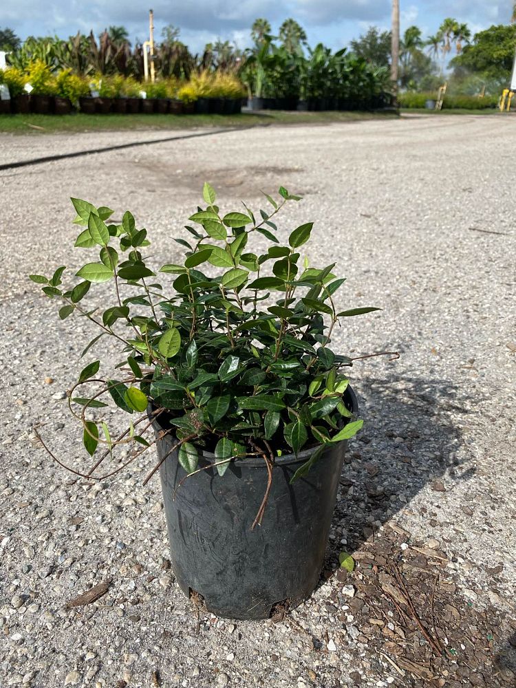 trachelospermum-asiaticum-minima-asiatic-jasmine