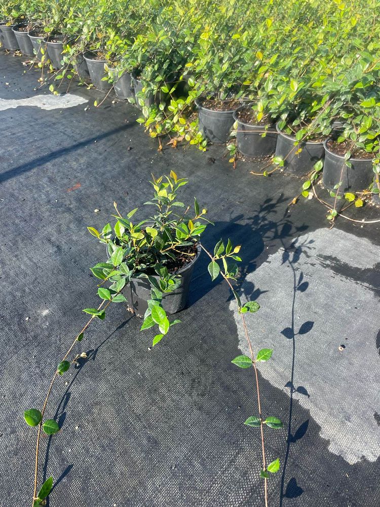 trachelospermum-asiaticum-minima-asiatic-jasmine