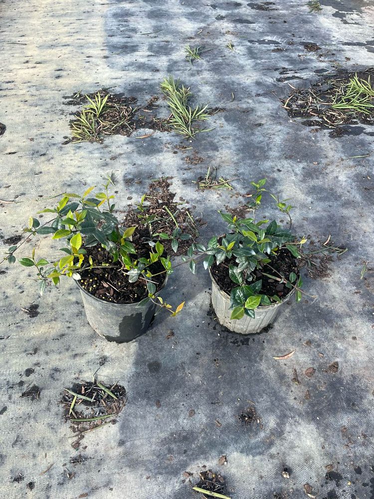 trachelospermum-asiaticum-minima-asiatic-jasmine