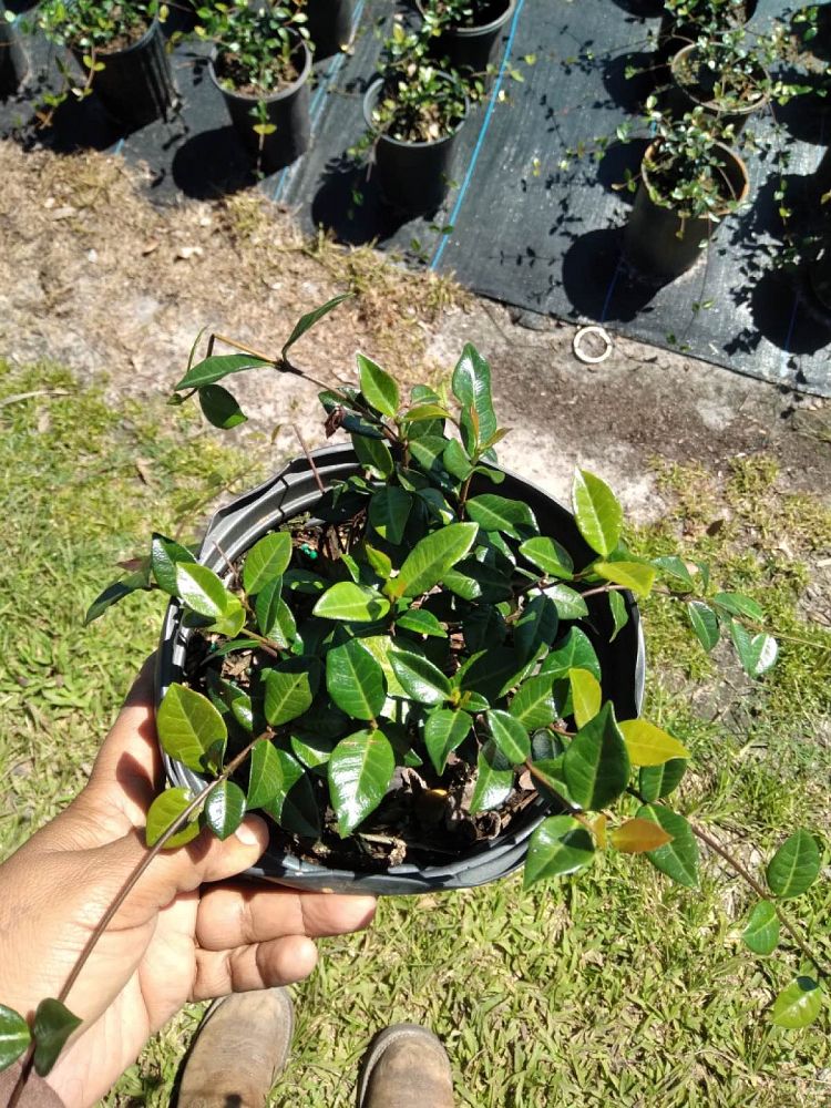trachelospermum-asiaticum-minima-asiatic-jasmine