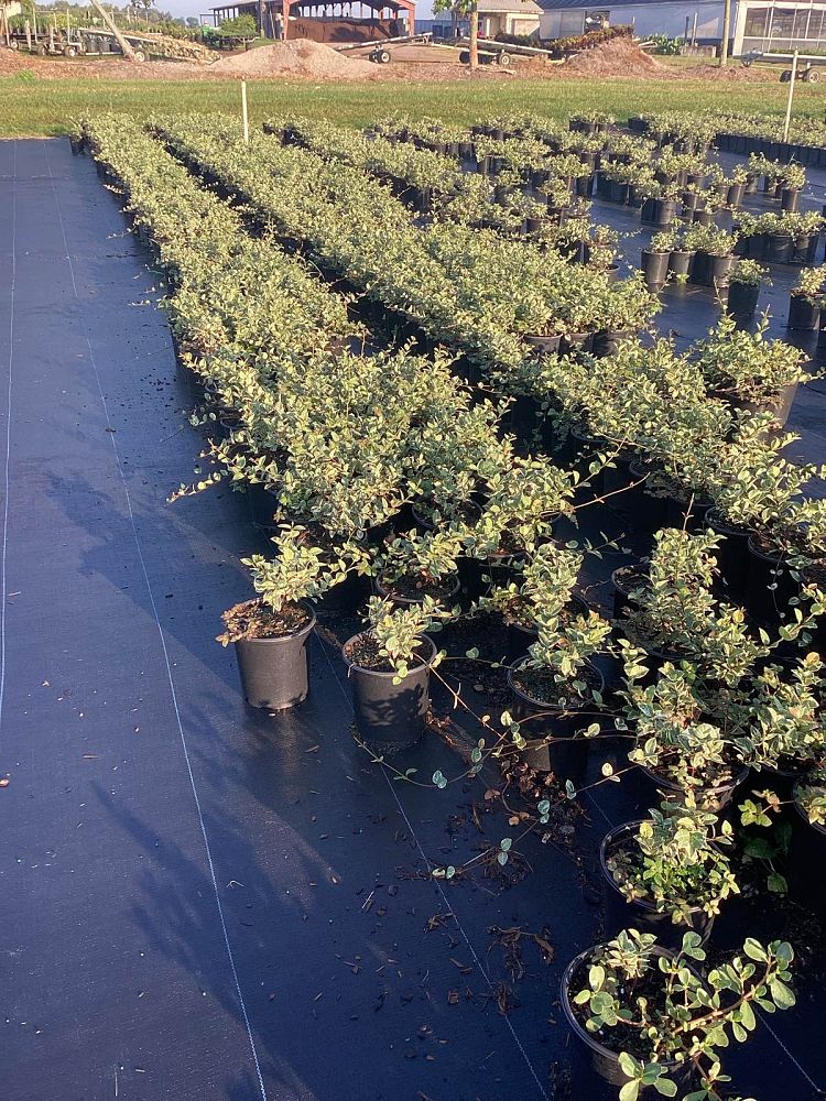 trachelospermum-asiaticum-minima-asiatic-jasmine