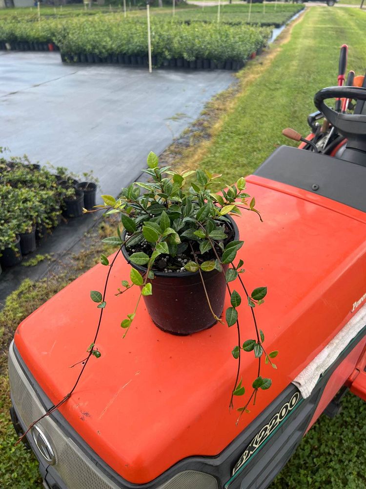 trachelospermum-asiaticum-minima-asiatic-jasmine