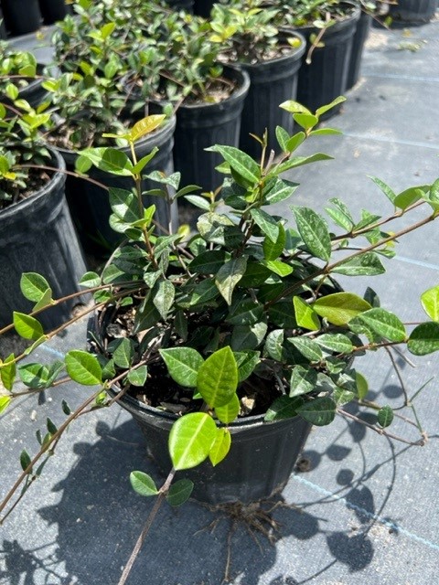 trachelospermum-asiaticum-minima-asiatic-jasmine