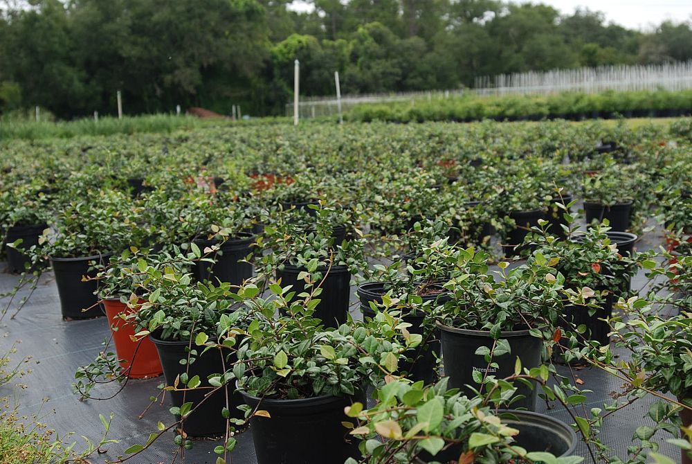 trachelospermum-asiaticum-minima-asiatic-jasmine