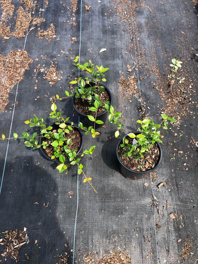 trachelospermum-asiaticum-minima-asiatic-jasmine
