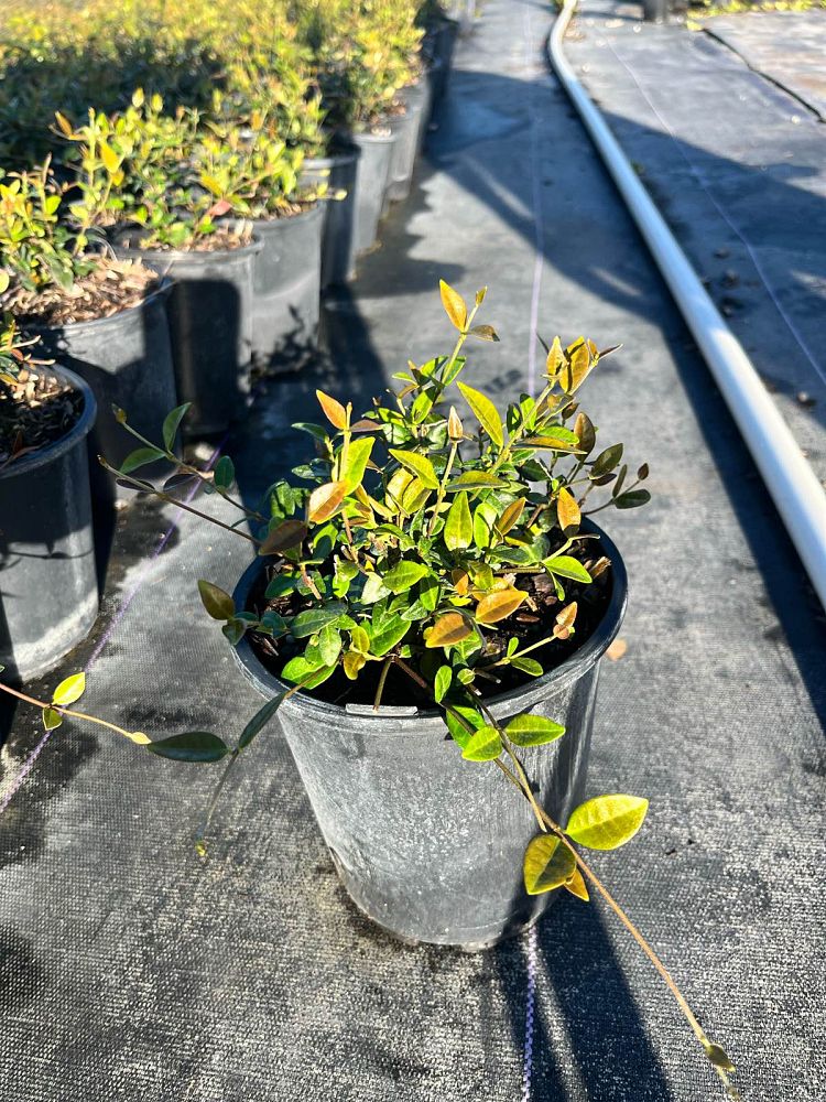 trachelospermum-asiaticum-minima-asiatic-jasmine