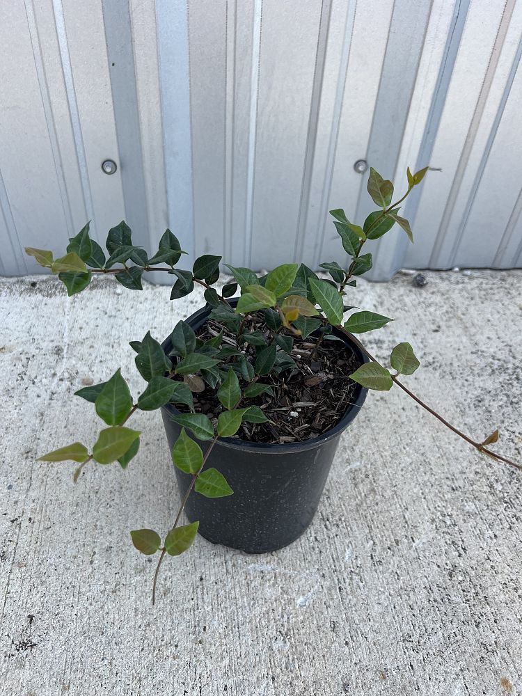 trachelospermum-asiaticum-minima-asiatic-jasmine