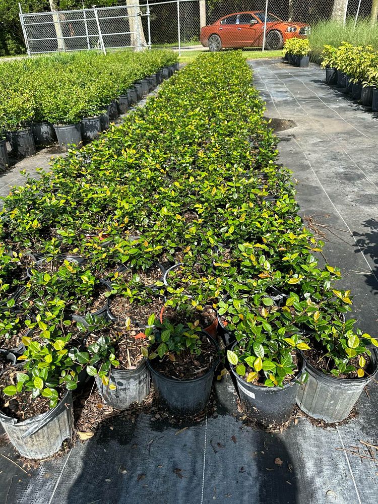 trachelospermum-asiaticum-minima-asiatic-jasmine