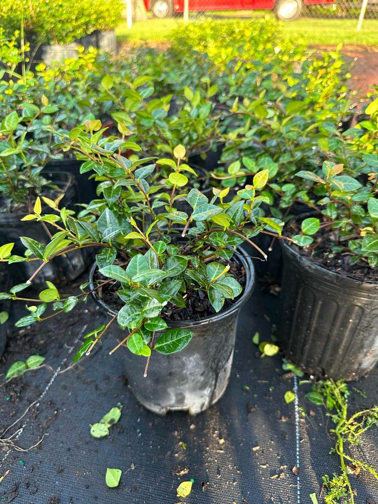 trachelospermum-asiaticum-minima-asiatic-jasmine