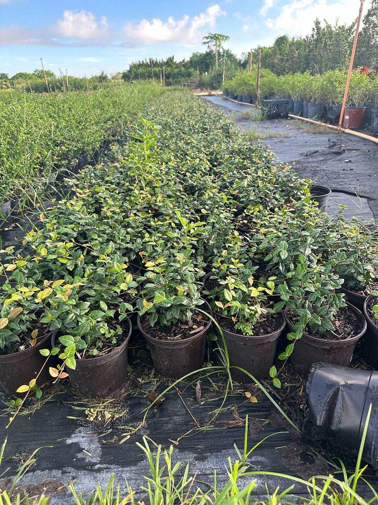 trachelospermum-asiaticum-minima-asiatic-jasmine
