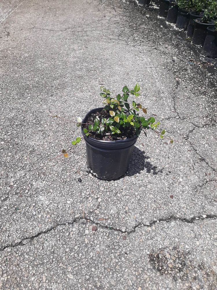 trachelospermum-asiaticum-minima-asiatic-jasmine