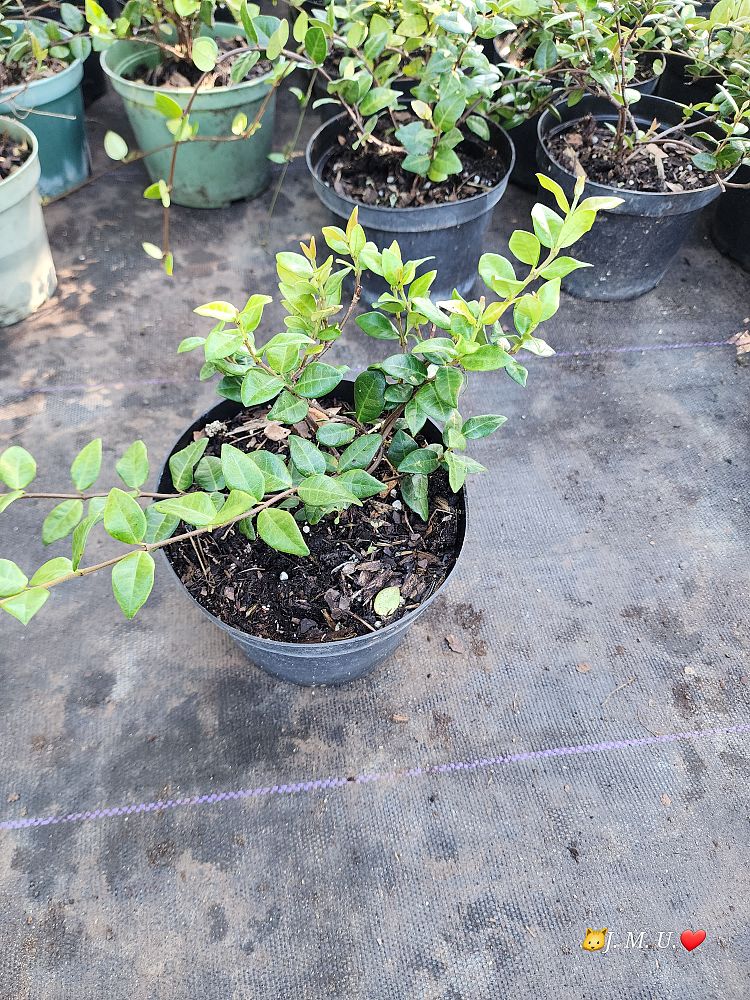 trachelospermum-asiaticum-minima-asiatic-jasmine
