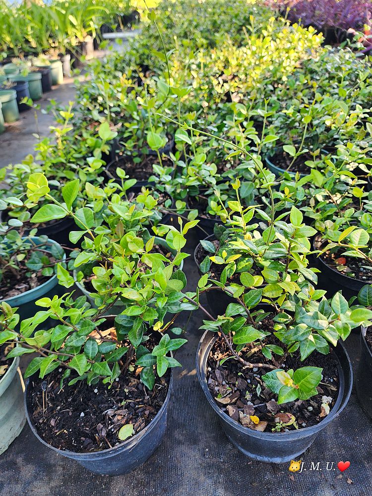 trachelospermum-asiaticum-minima-asiatic-jasmine