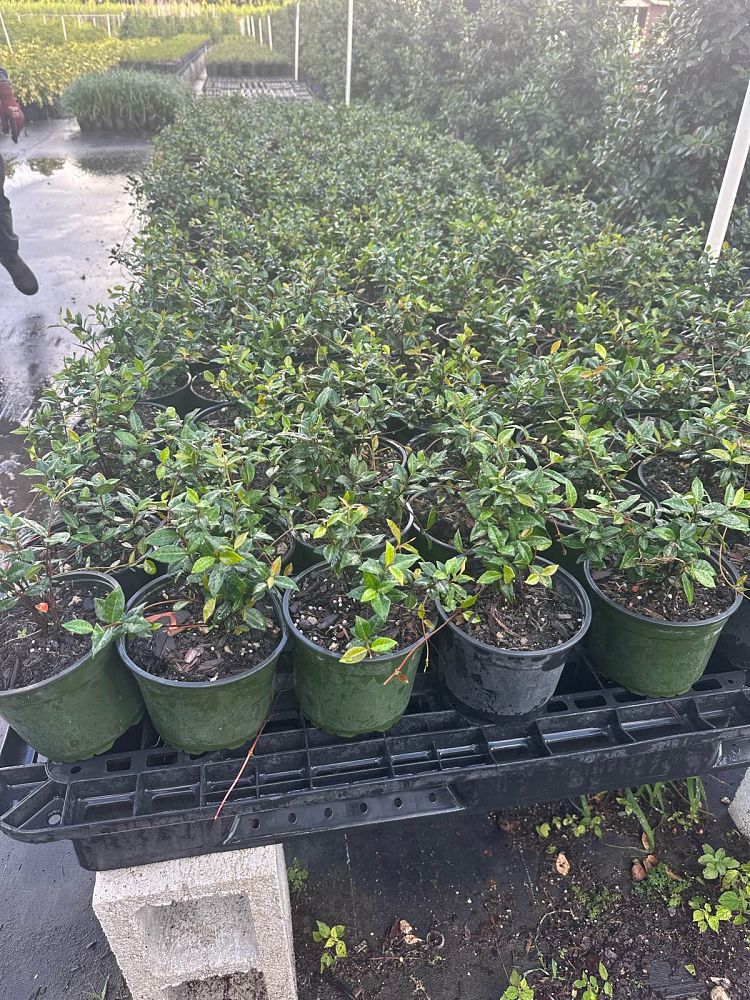 trachelospermum-asiaticum-minima-asiatic-jasmine