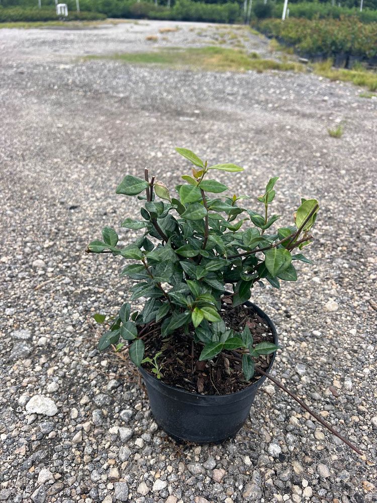 trachelospermum-asiaticum-minima-asiatic-jasmine