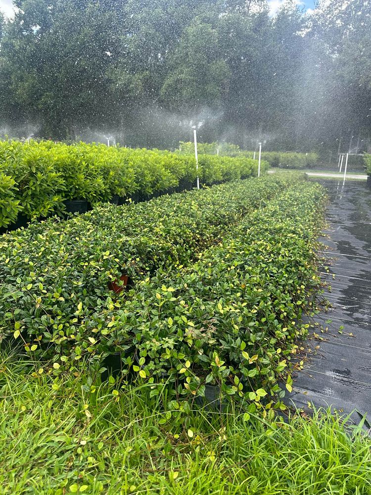 trachelospermum-asiaticum-minima-asiatic-jasmine