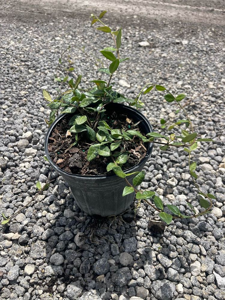 trachelospermum-asiaticum-minima-asiatic-jasmine