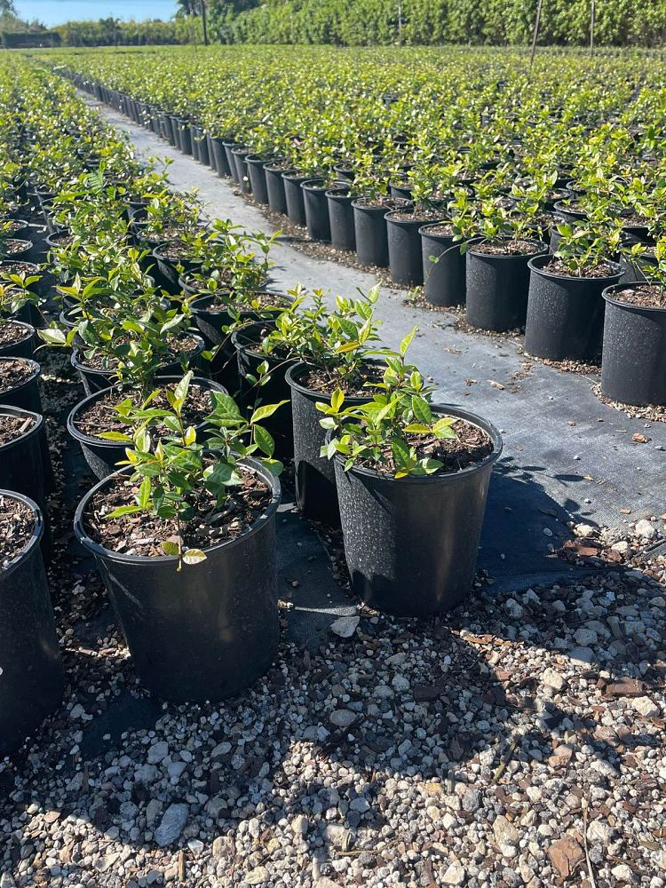 trachelospermum-asiaticum-minima-asiatic-jasmine