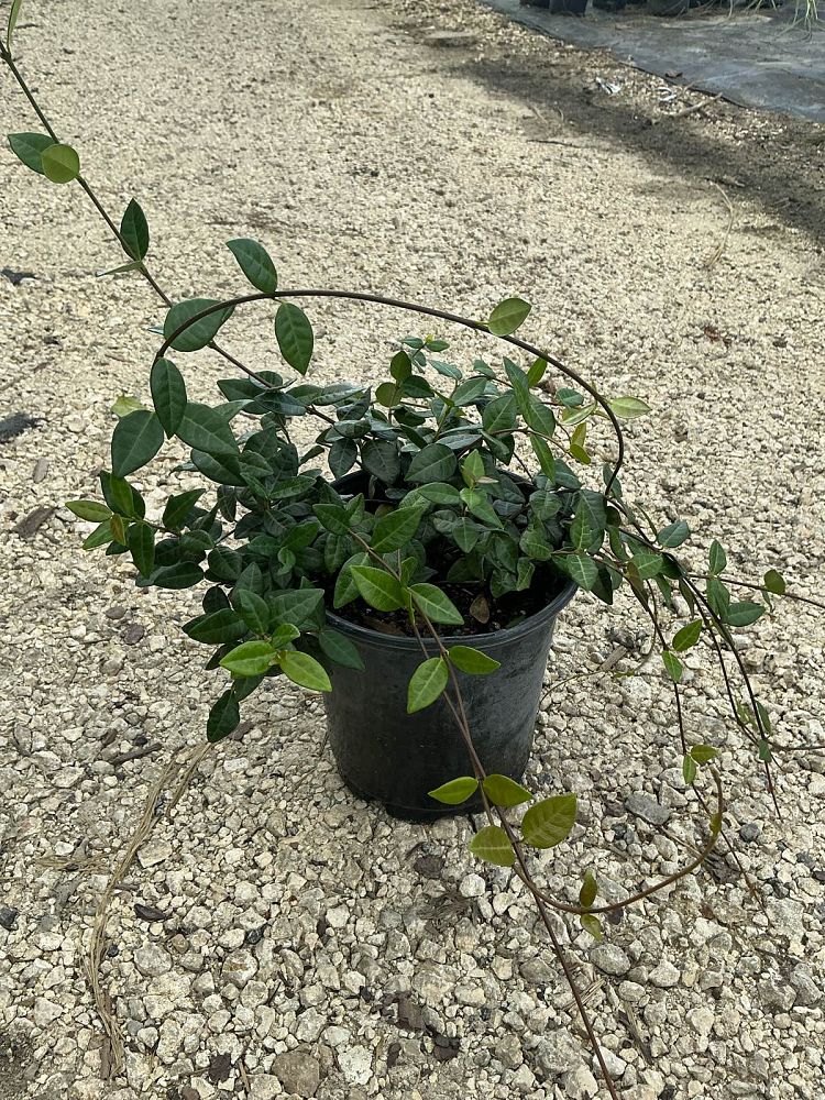 trachelospermum-asiaticum-minima-asiatic-jasmine