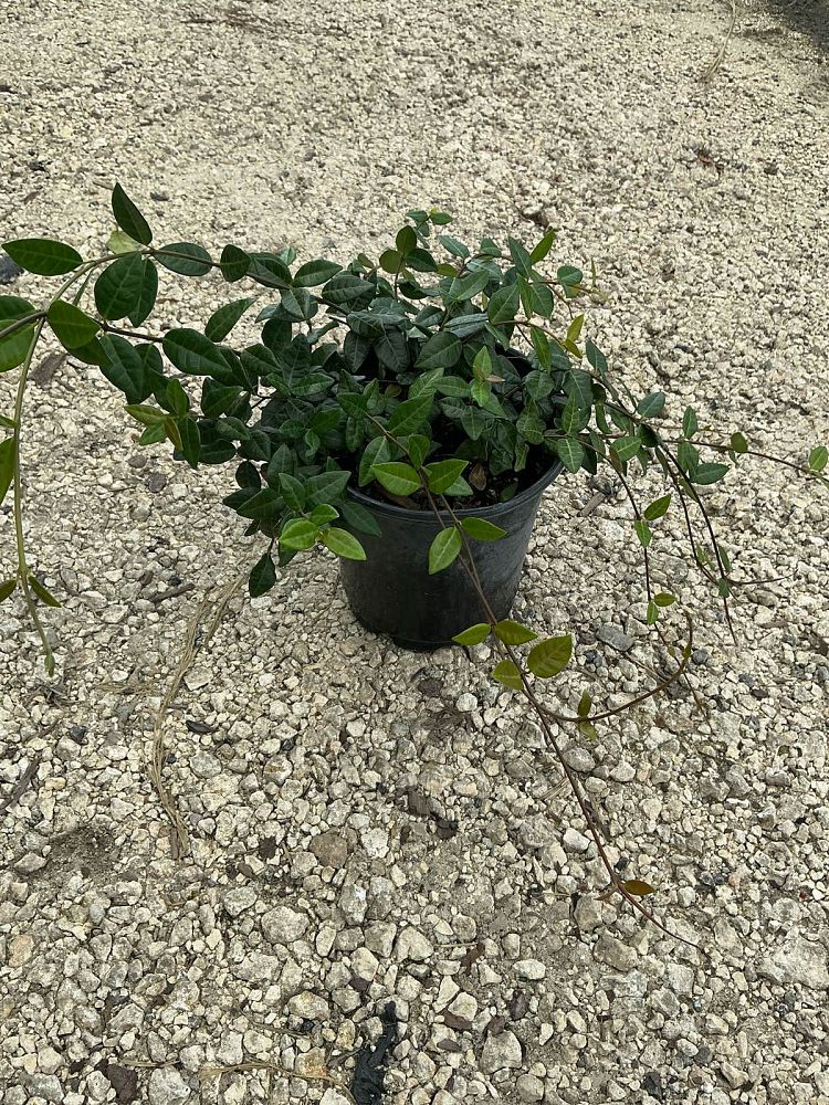 trachelospermum-asiaticum-minima-asiatic-jasmine