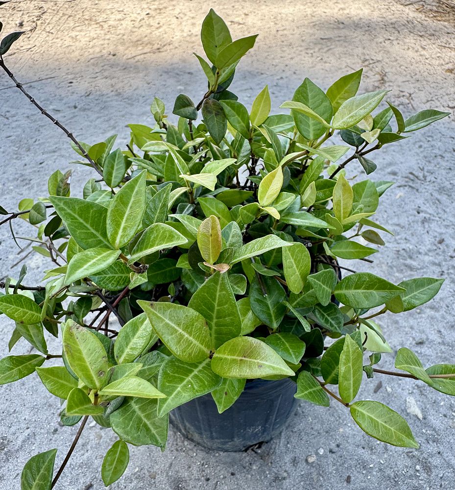 trachelospermum-asiaticum-minima-asiatic-jasmine