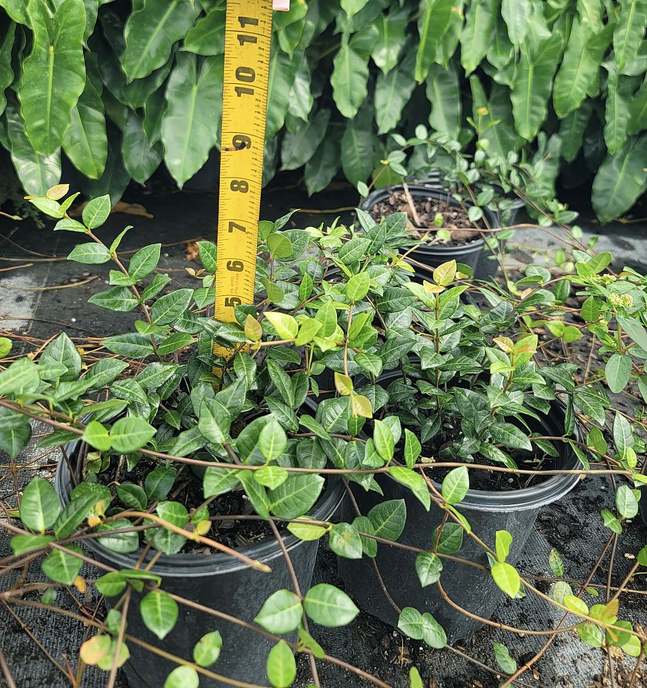 trachelospermum-asiaticum-minima-asiatic-jasmine