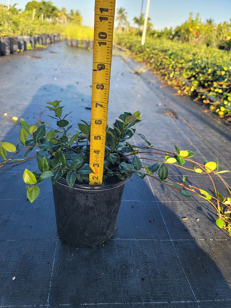 trachelospermum-asiaticum-minima-asiatic-jasmine