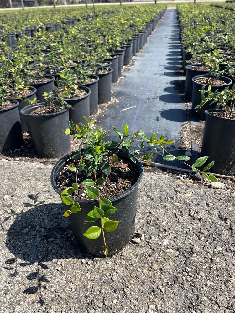 trachelospermum-asiaticum-minima-asiatic-jasmine
