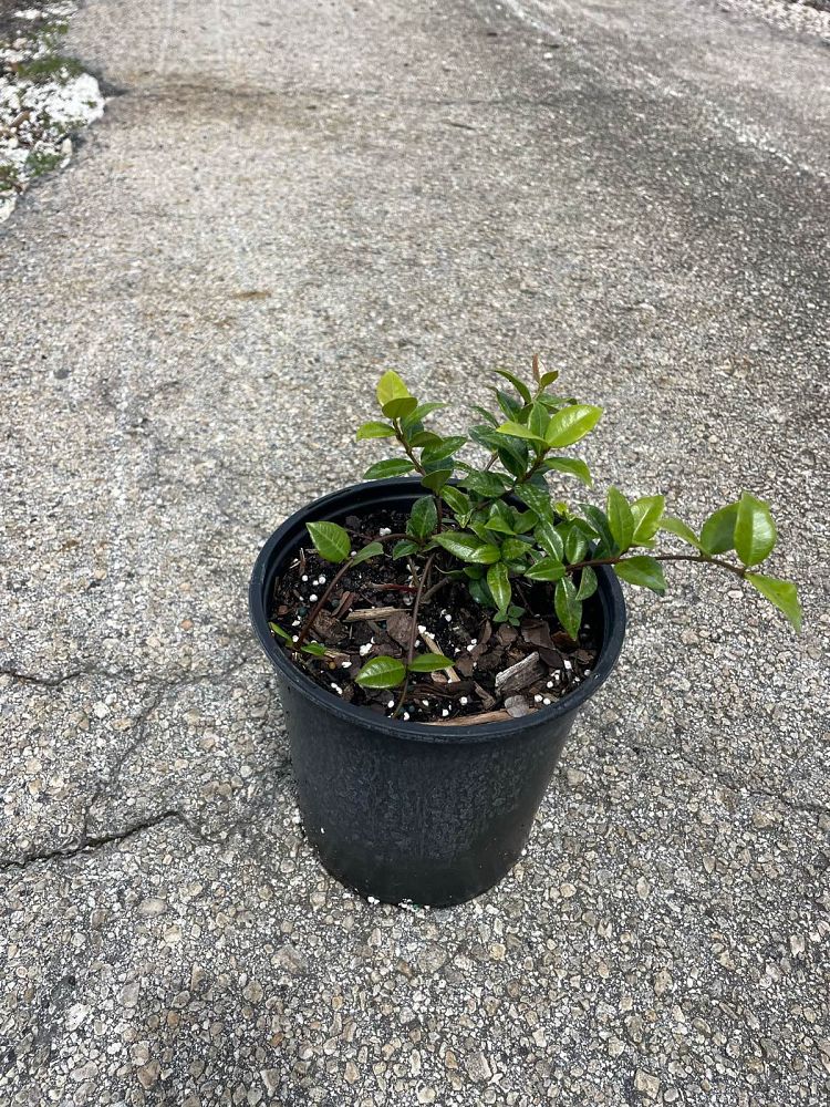trachelospermum-asiaticum-minima-asiatic-jasmine