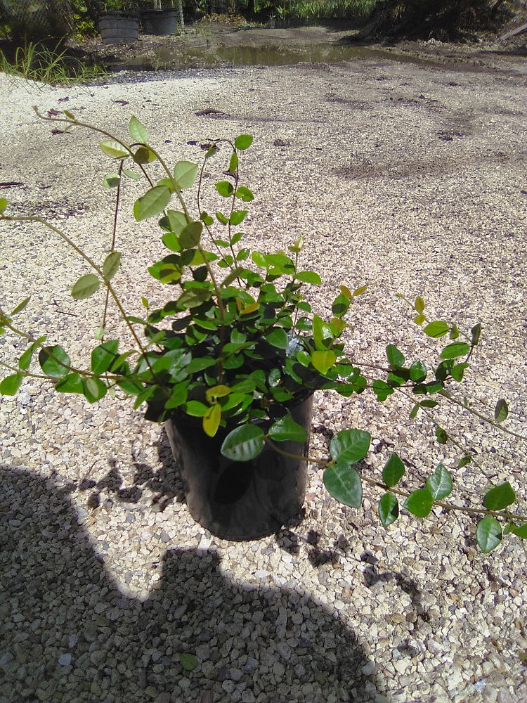 trachelospermum-asiaticum-minima-asiatic-jasmine