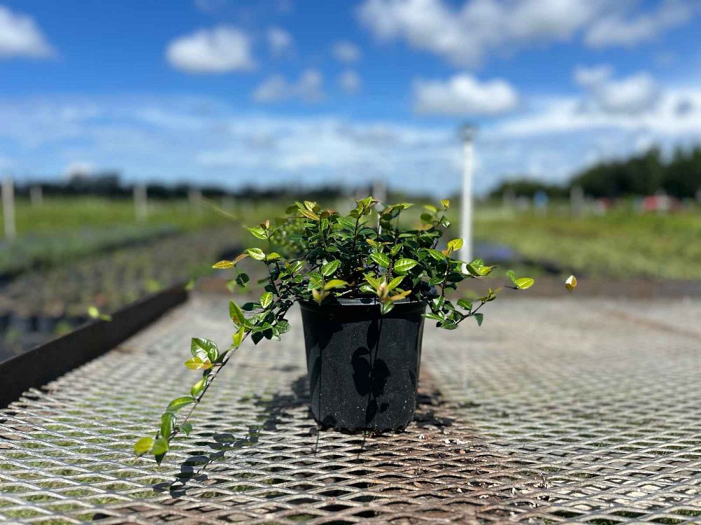 trachelospermum-asiaticum-minima-asiatic-jasmine