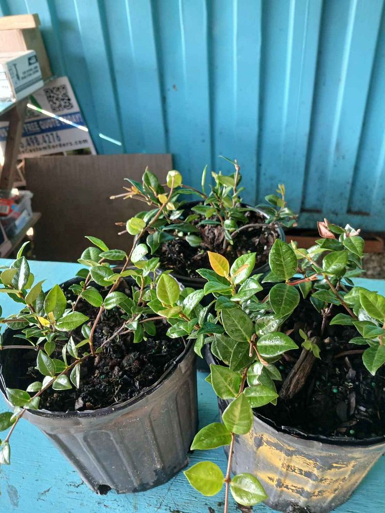 trachelospermum-asiaticum-minima-asiatic-jasmine