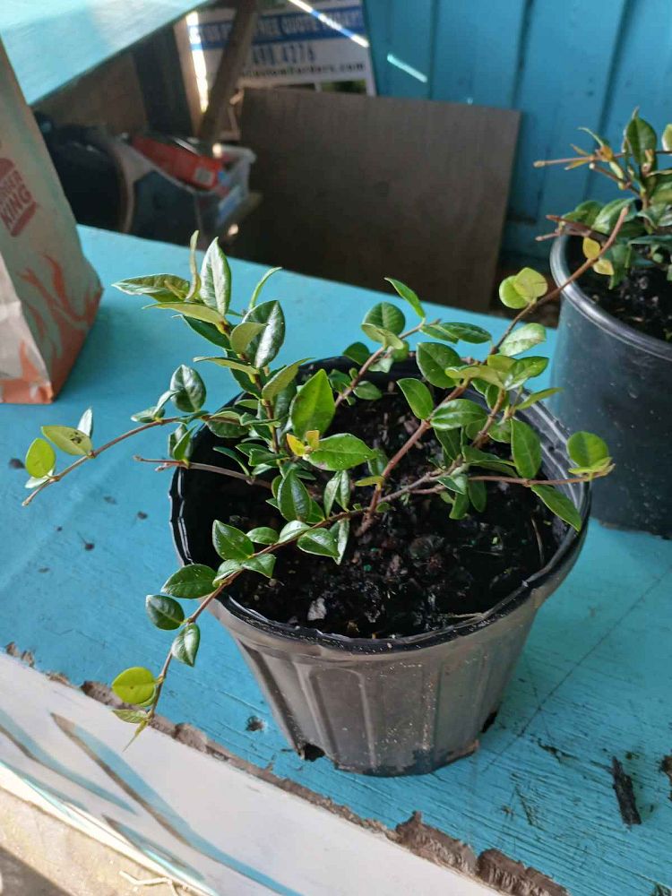 trachelospermum-asiaticum-minima-asiatic-jasmine