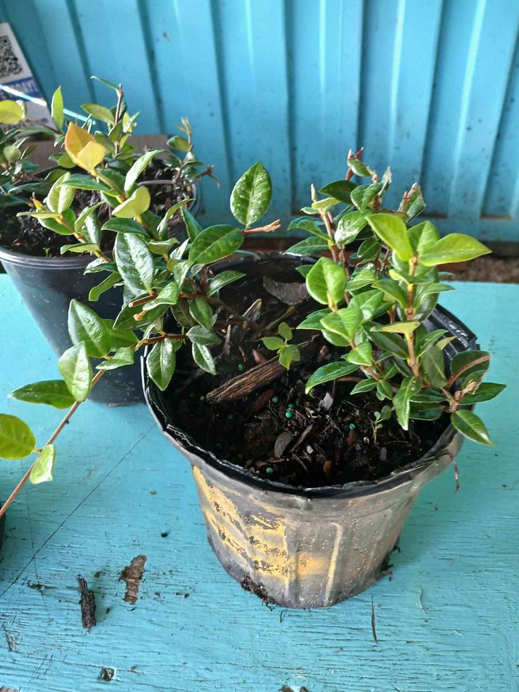 trachelospermum-asiaticum-minima-asiatic-jasmine