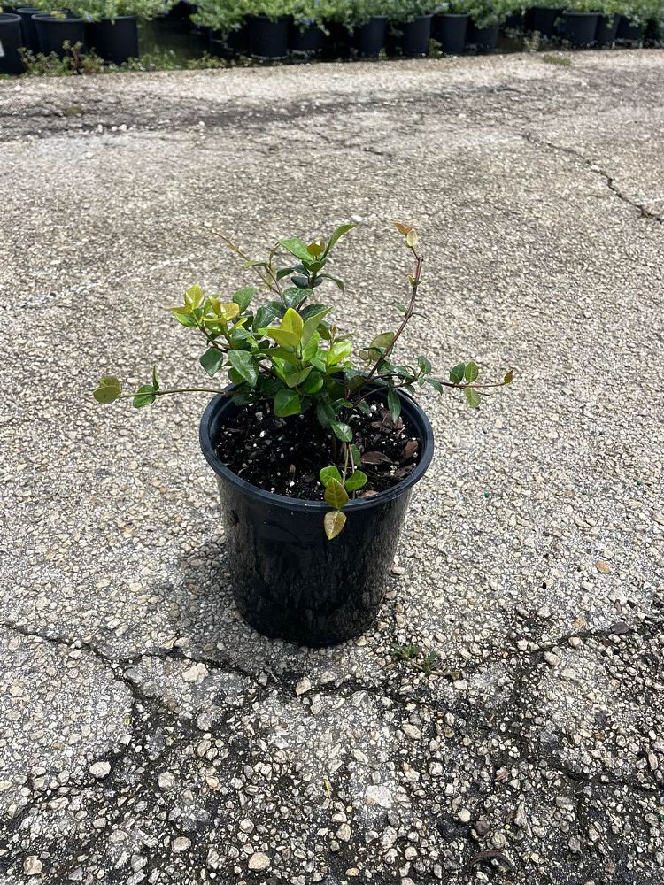 trachelospermum-asiaticum-minima-asiatic-jasmine