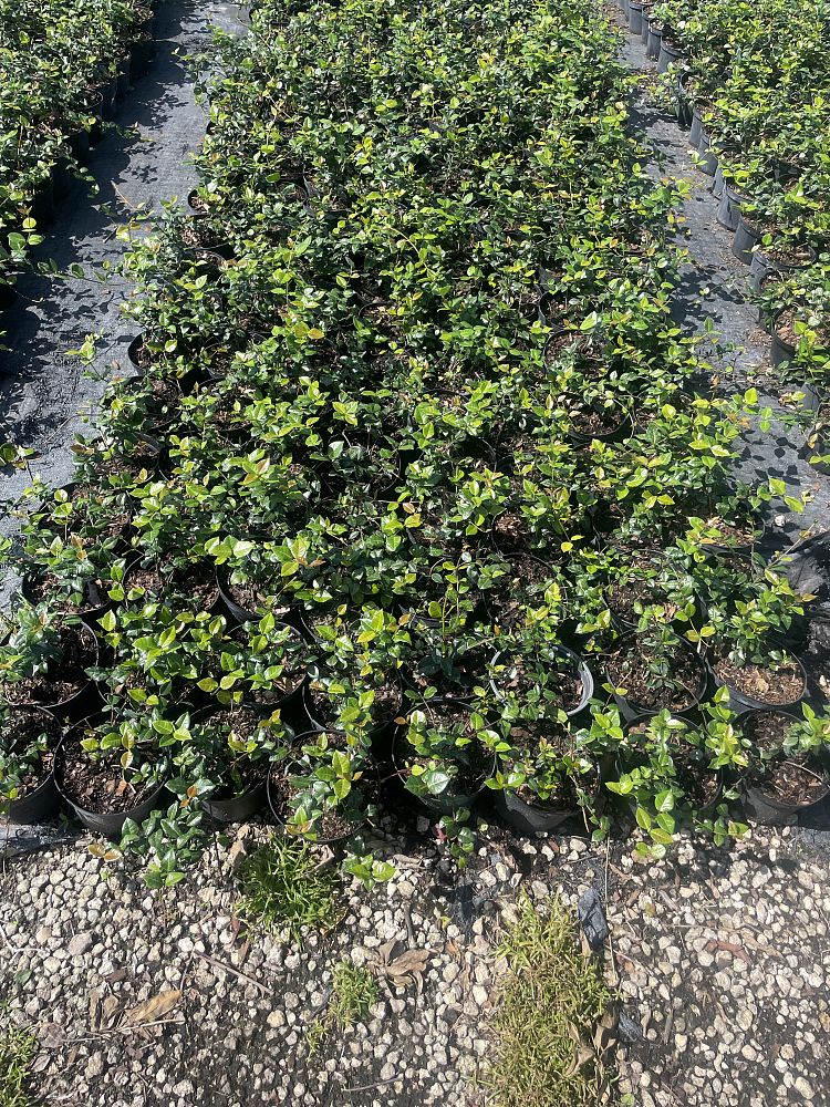 trachelospermum-asiaticum-minima-asiatic-jasmine